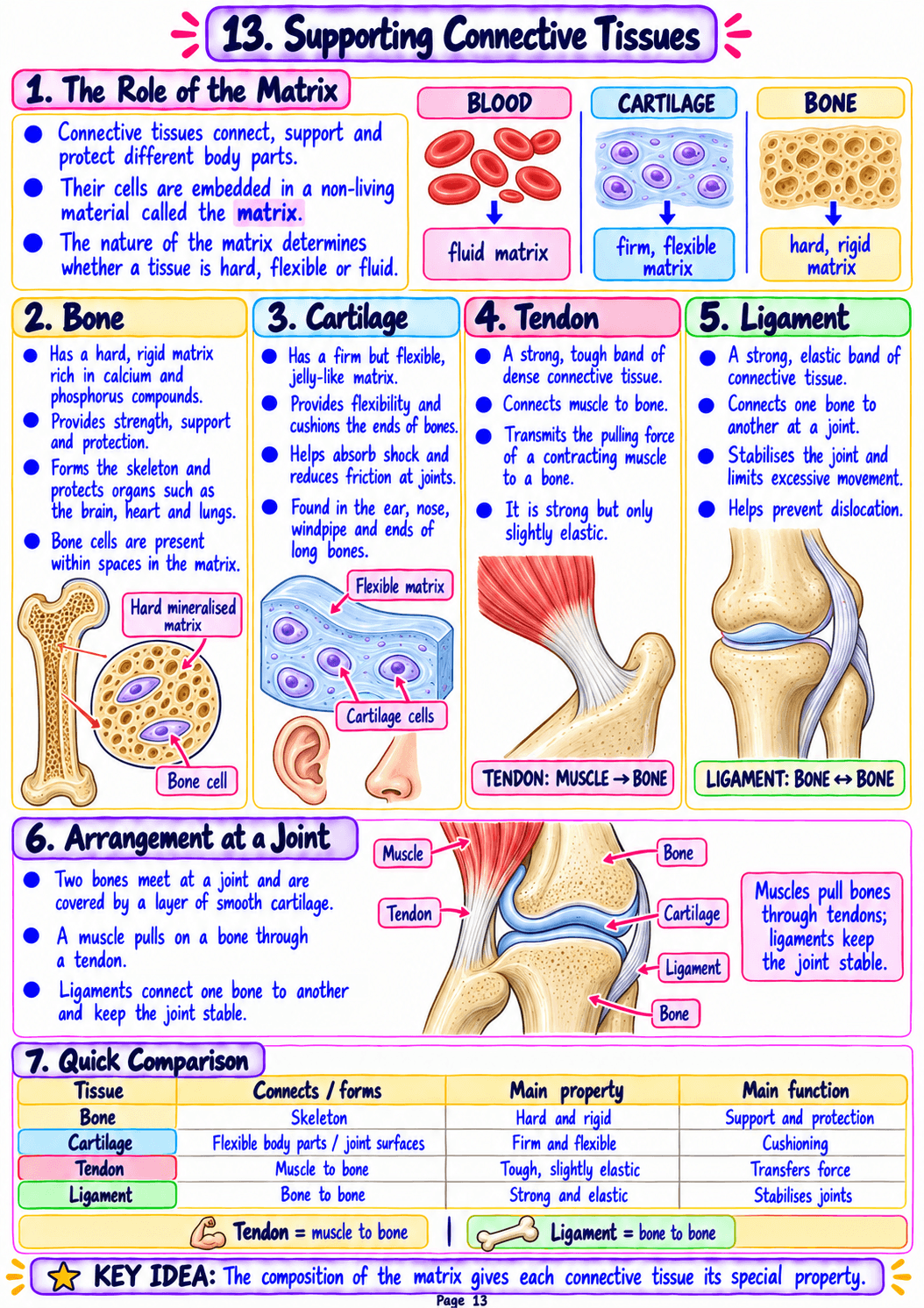 Class 9 Science Notes – Chapter 3: Tissues in Action - Image 3