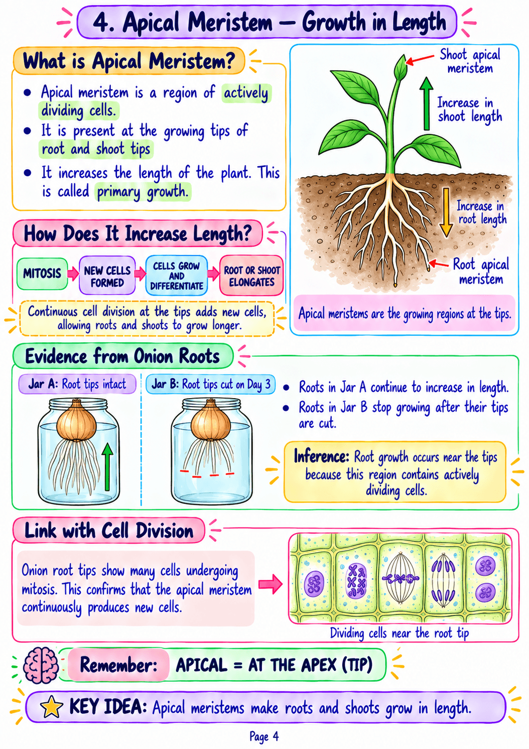 Class 9 Science Notes – Chapter 3: Tissues in Action - Image 2